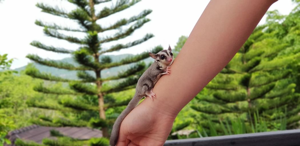 Midsection of person holding small plant