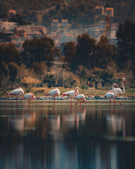 Pelicans on a lake