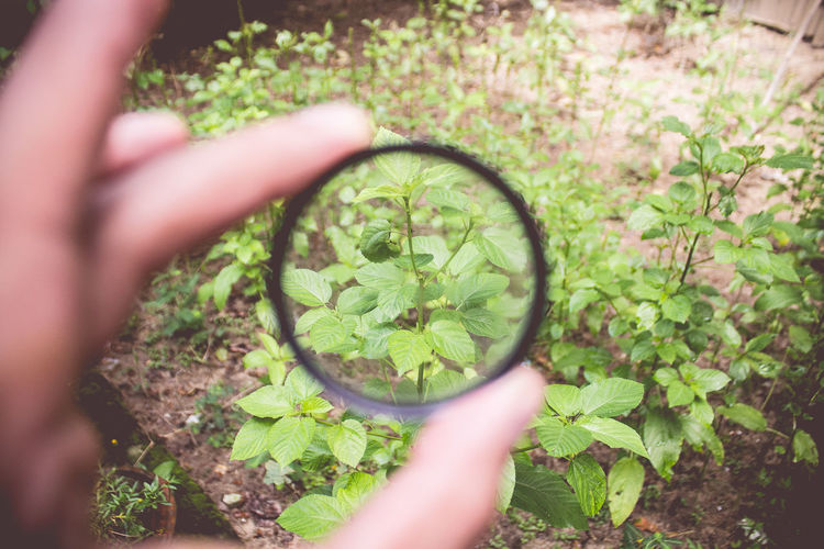 Cropped image of person holding magnifying glass against plant