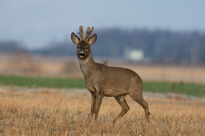 Portrait of roe deer standing on field
