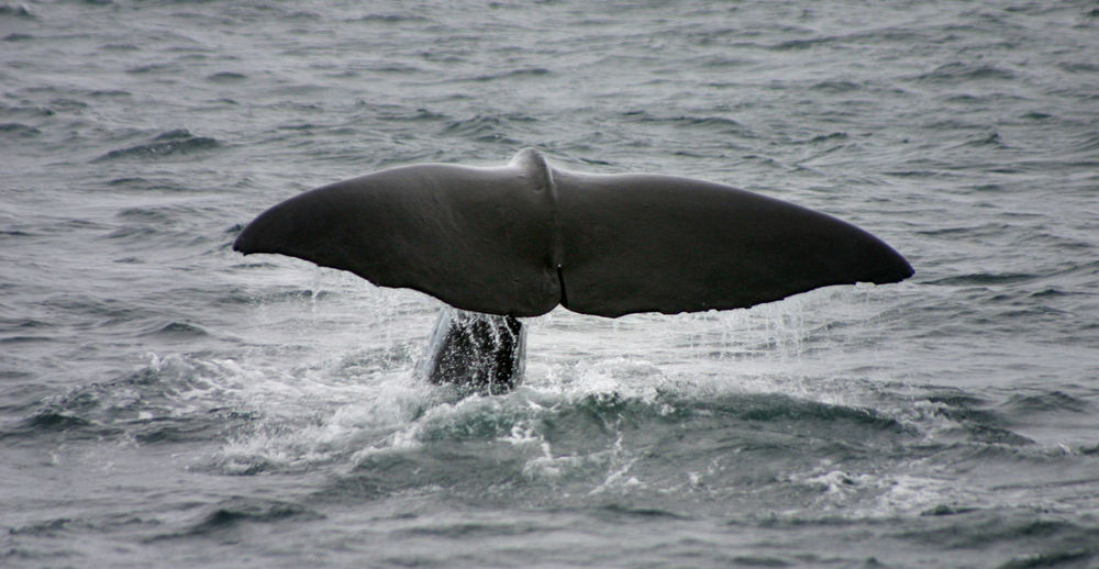 Tail of sperm whale while swimming on sea