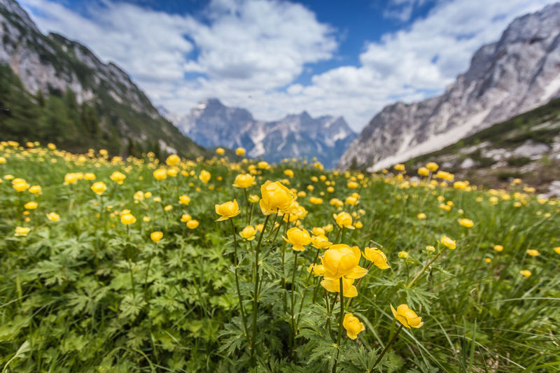 Yellow flowering plants on field against mountains