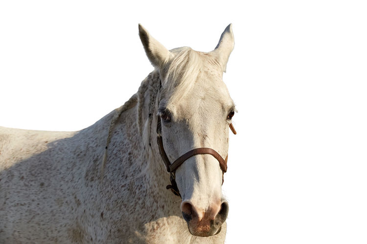 Close-up of a horse against clear sky