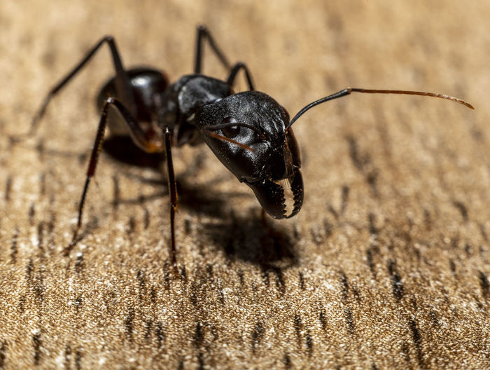 Close-up of ant