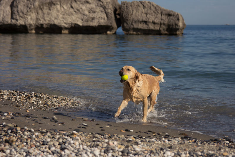 Dog on beach