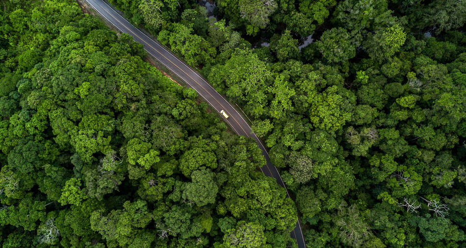 High angle view of vegetables in forest