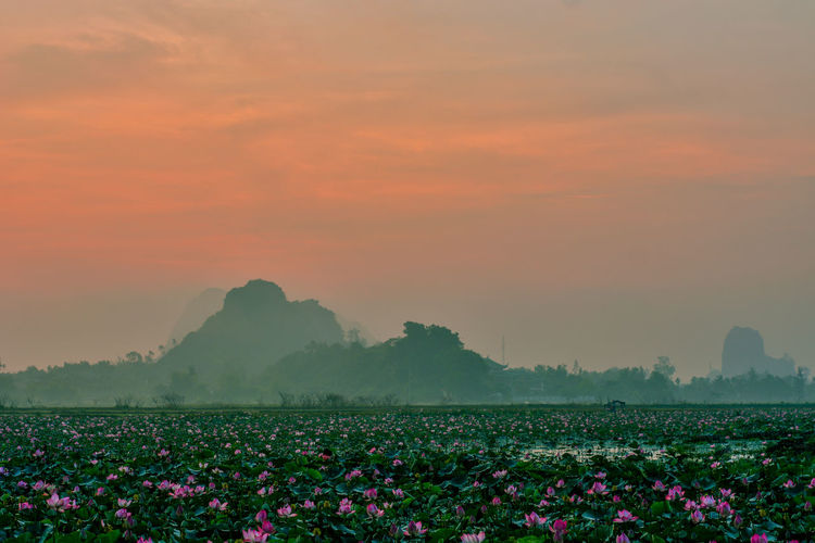 Scenic view of flowering plants on land against sky during sunset
