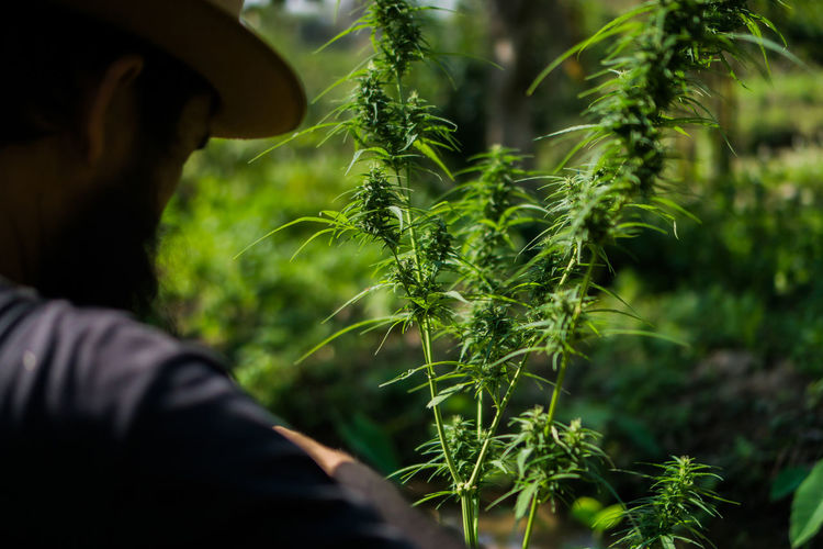 Midsection of man holding plants