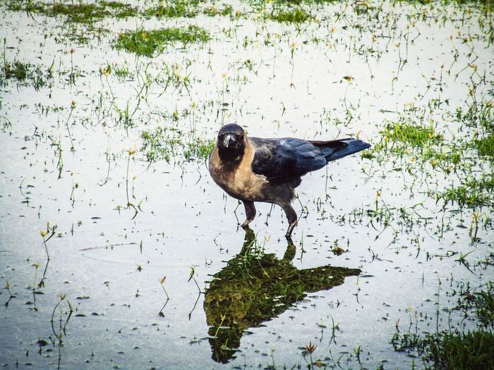 Bird on a lake