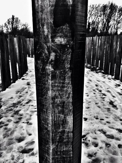 Snow covered trees