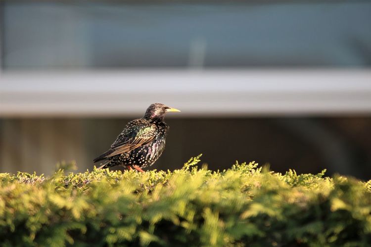 Close-up of starling perching on plant