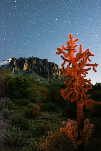 Cactus growing on rock against sky at night