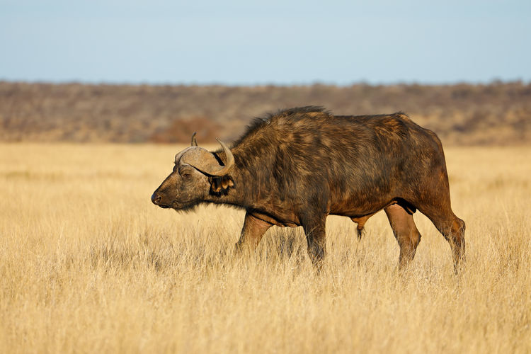 Buffalo on grassy against clear sky