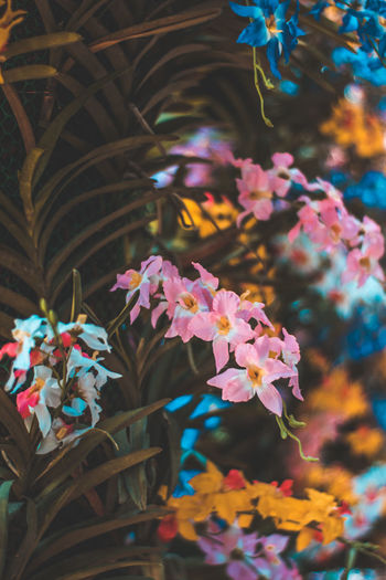 Close-up of colorful flowers on plant