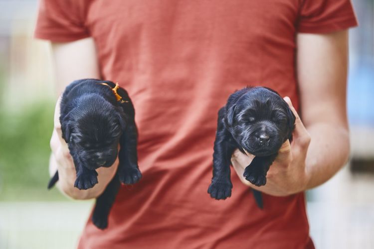 Midsection of man holding puppies while standing outdoors