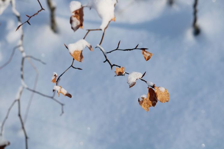 Close-up of tree branch during winter