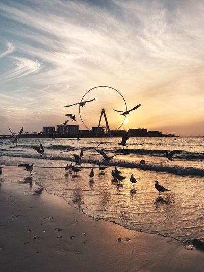 View of seagulls on beach against sky during sunset