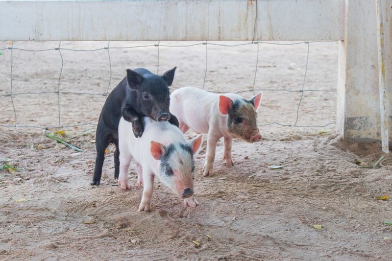 High angle view of piglets on field