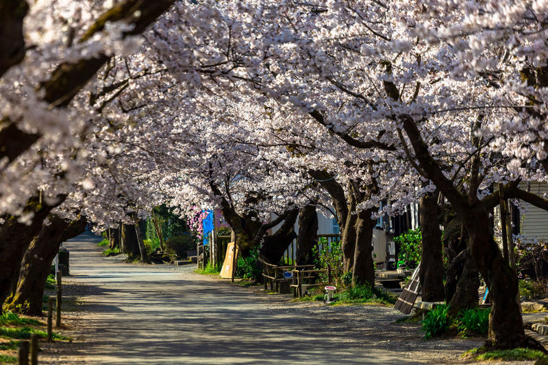 Cherry blossom trees in park
