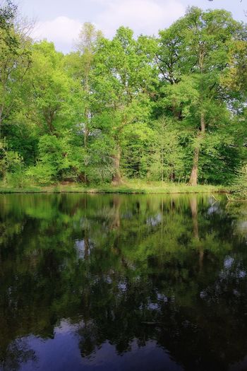 Scenic view of lake by trees in forest against sky