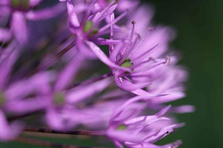 Close-up of purple flowering plant
