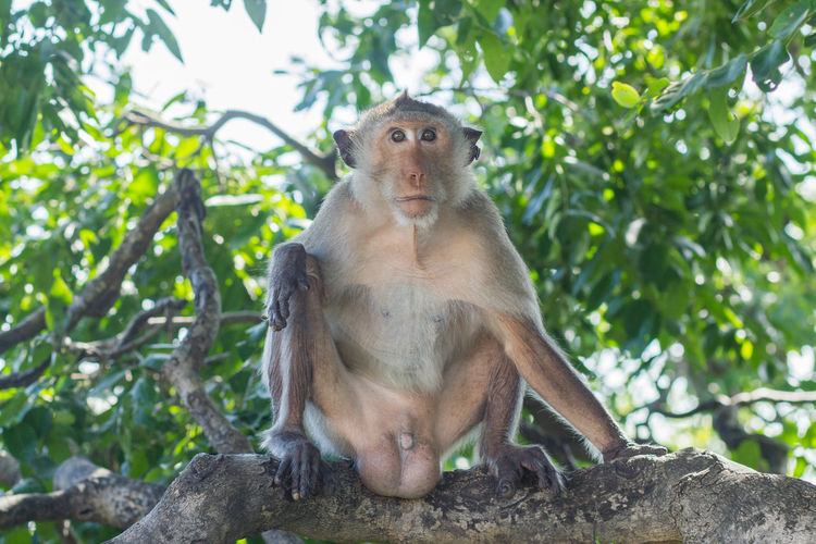 Low angle view of monkey sitting on tree