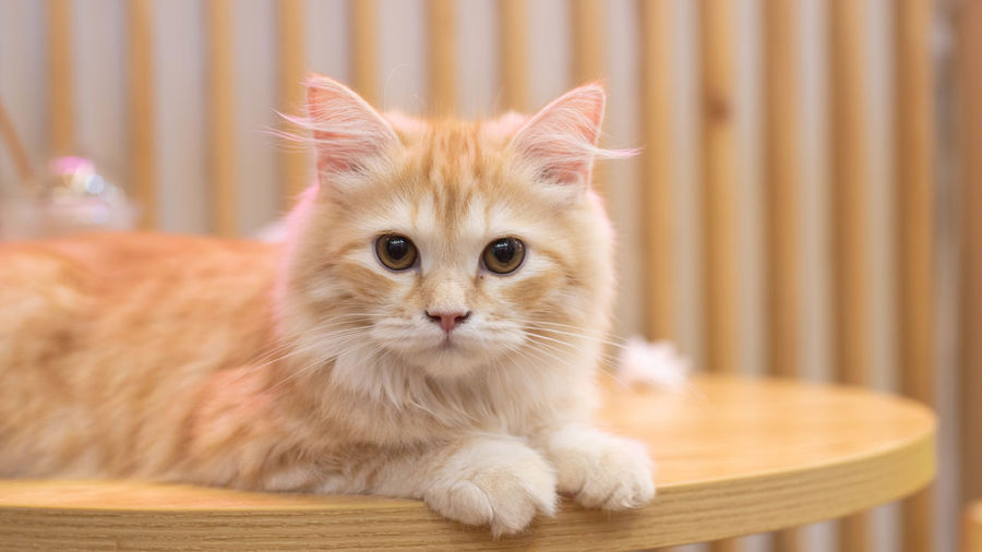Close-up of cat