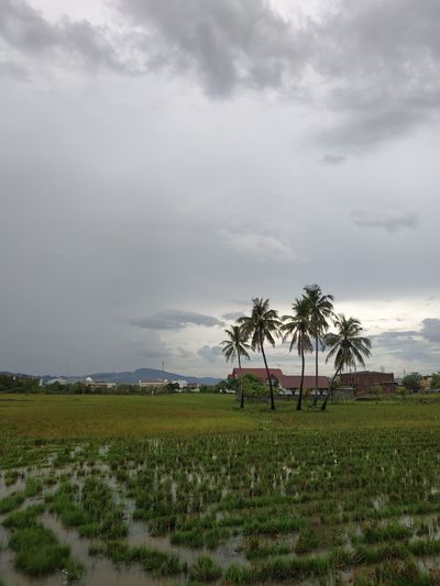 Scenic view of palm trees on field against sky