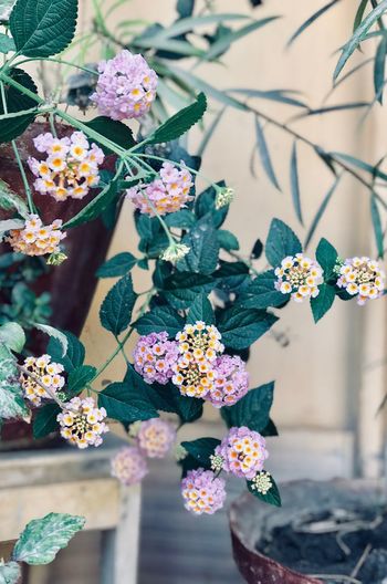 Close-up of multi colored flowers blooming outdoors