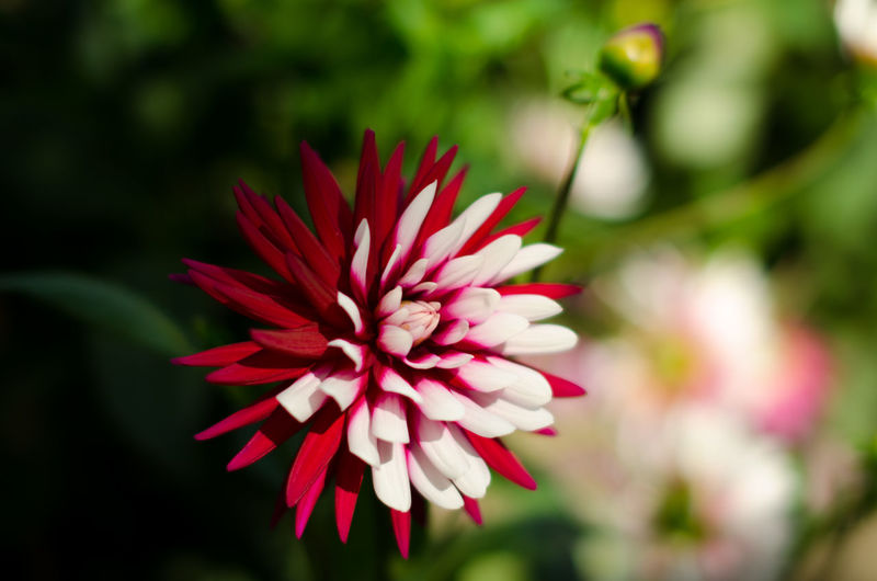 Close-up of pink flower