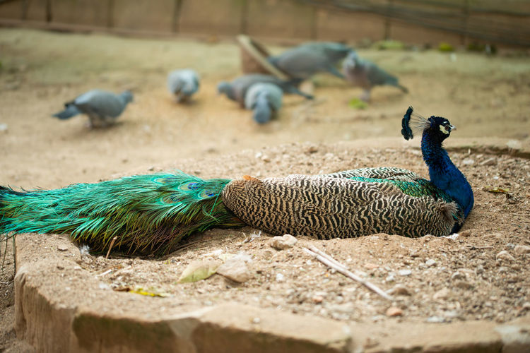 Peacock in a zoo