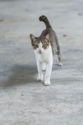 Portrait of cat standing on shore
