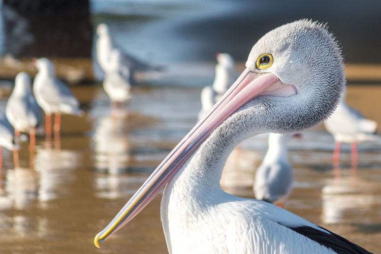 Close-up of pelican at beach