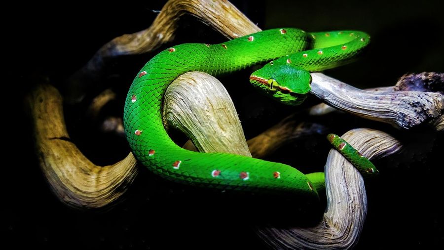 Close-up of green venomous snake on tree