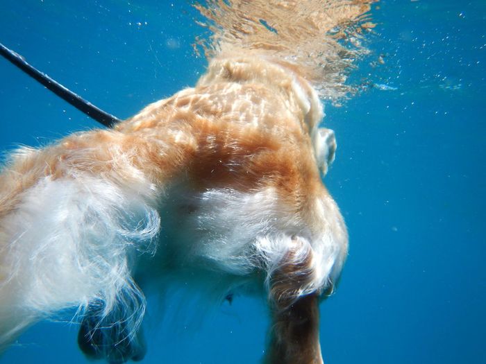 Close-up of dogs tail swimming in sea