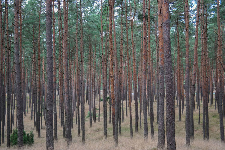 Pine trees in forest
