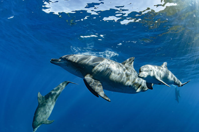 Swimming dolphins