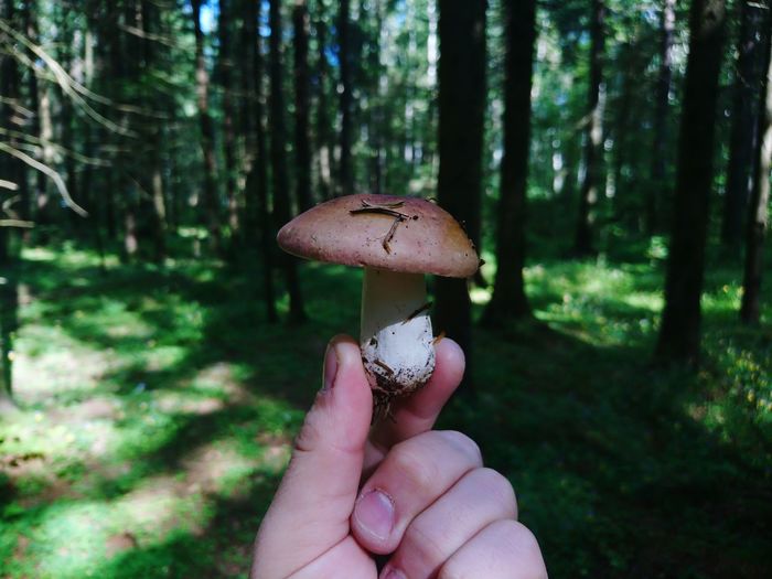 Close-up of hand holding mushroom growing in forest