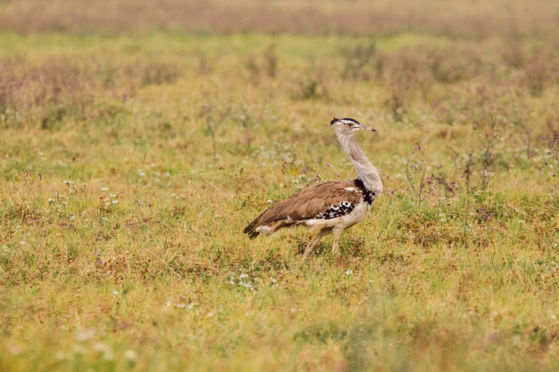 Close-up of a bird on grassy field