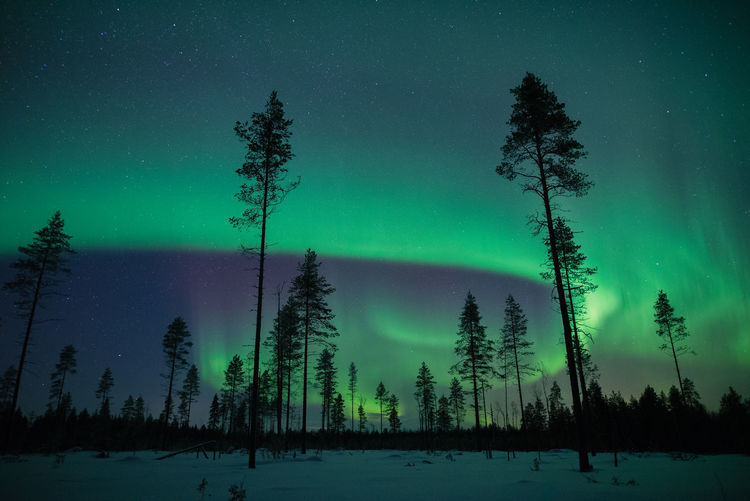 Pine trees on snowcapped landscape against sky at night