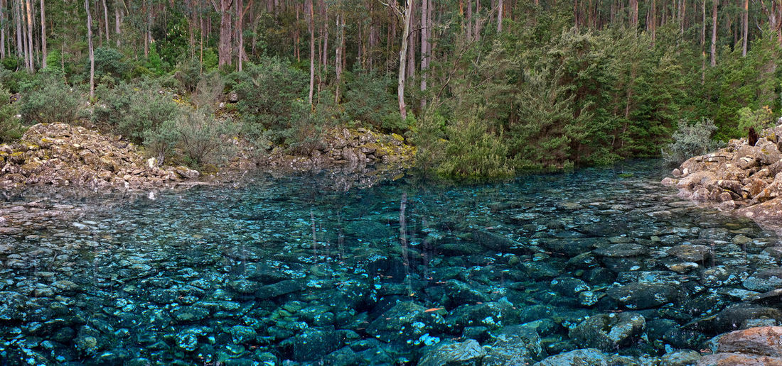View of stream flowing through forest
