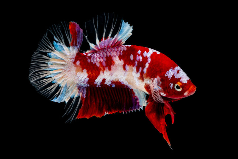 Close-up of fish swimming in sea