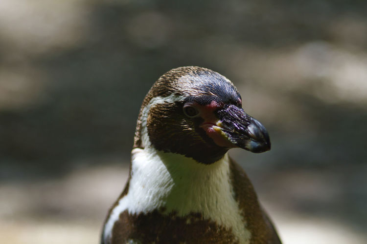 Humboldt penguin in the sun