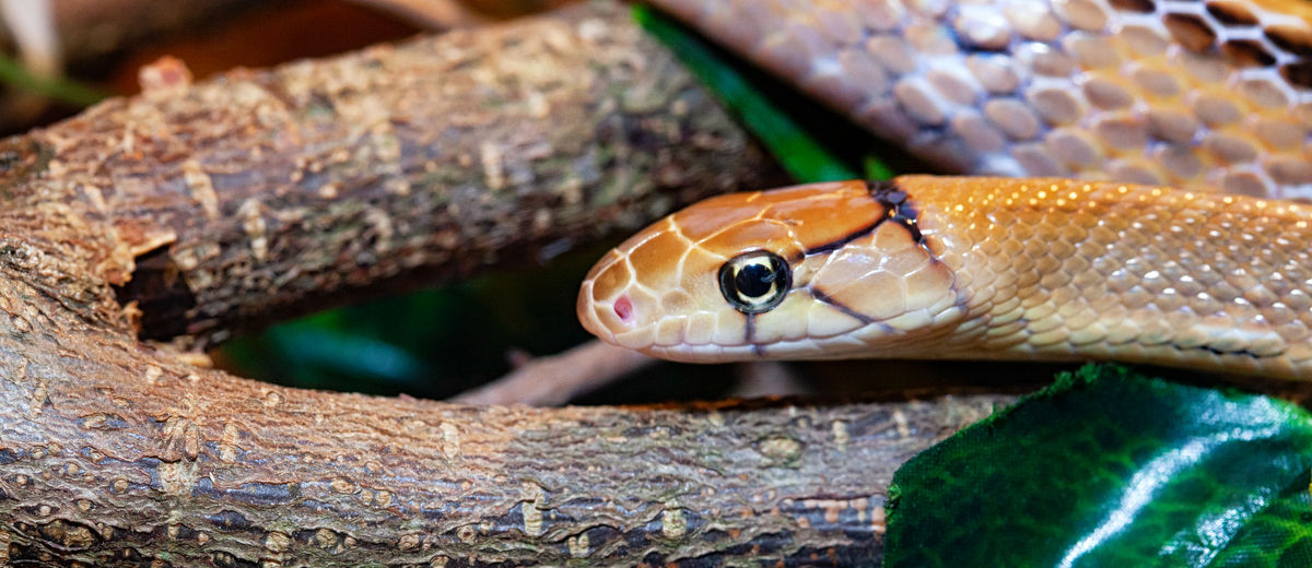 Indonesian jewelry snake or coelognathus subradiatus. 