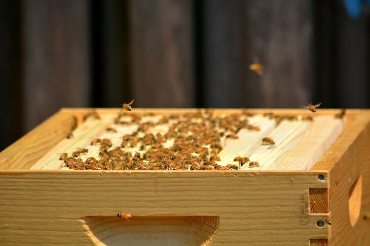 Opened top of young bee colony's hive
