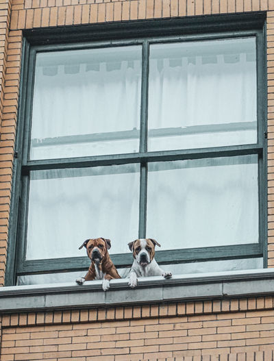 Low angle view of dog on window in building