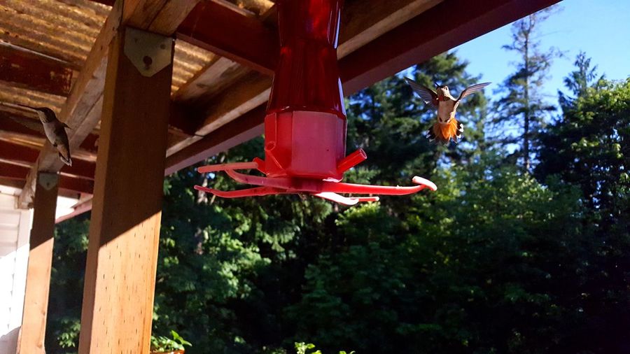 Hummingbirds flying around bird feeder