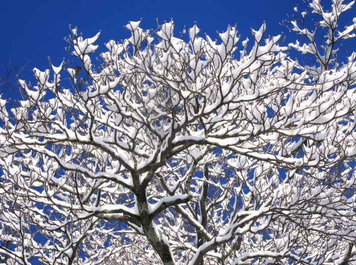 Close-up of frozen bare tree against blue sky