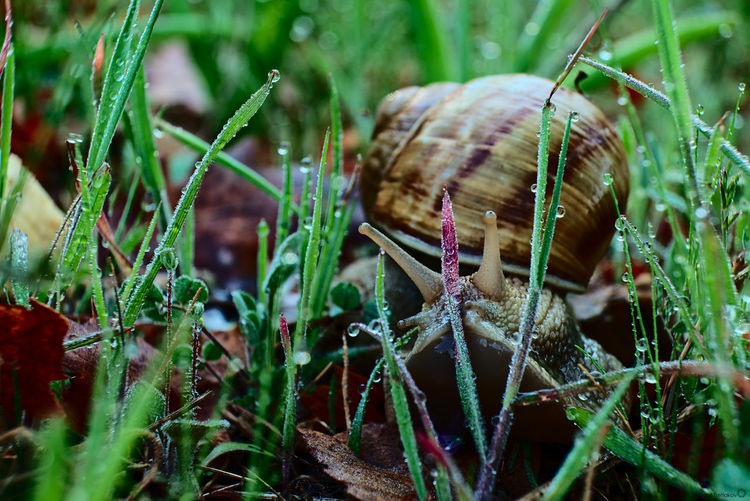 Close-up of snail on plants