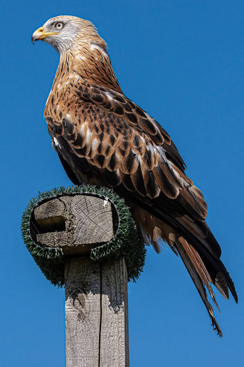 Low angle view of eagle perching on wooden post against blue sky